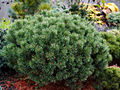 Pinus mugo Bozi Dar IMG_1489 Sosna kosodrzewina